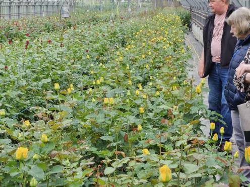 SFK 2024-05 Rosen Niehenke 02