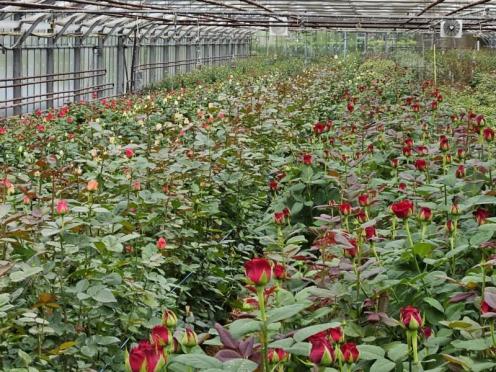 SFK 2024-05 Rosen Niehenke 03