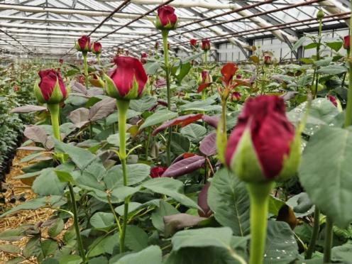 SFK 2024-05 Rosen Niehenke 05