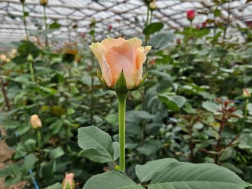 SFK 2024-05 Rosen Niehenke 06