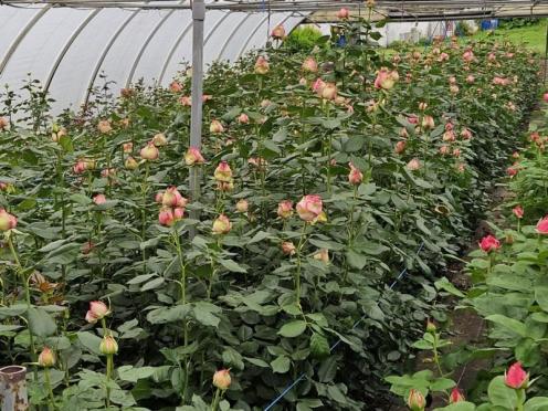 SFK 2024-05 Rosen Niehenke 08