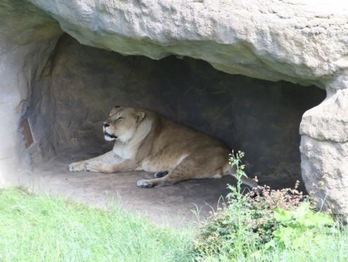 SFK 2024-06 Zoo Osnabrück 03