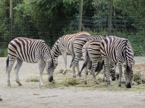 SFK 2024-06 Zoo Osnabrück 11
