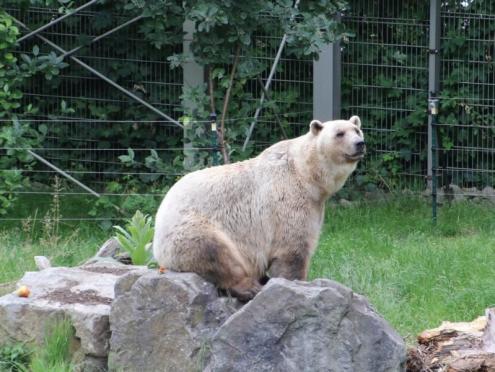 SFK 2024-06 Zoo Osnabrück 25