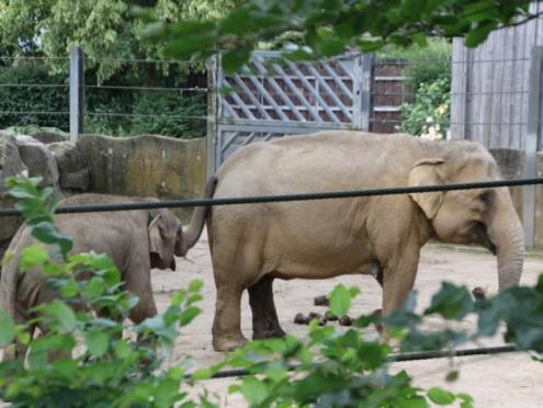 SFK 2024-06 Zoo Osnabrück 26