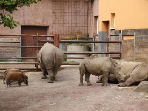 SFK 2024-06 Zoo Osnabrück 27
