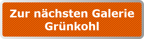 Zur nächsten Galerie